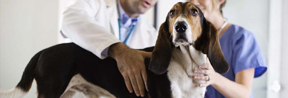 Лечение собак в ветеринарной клинике Мос-Вет 24 - Троицк